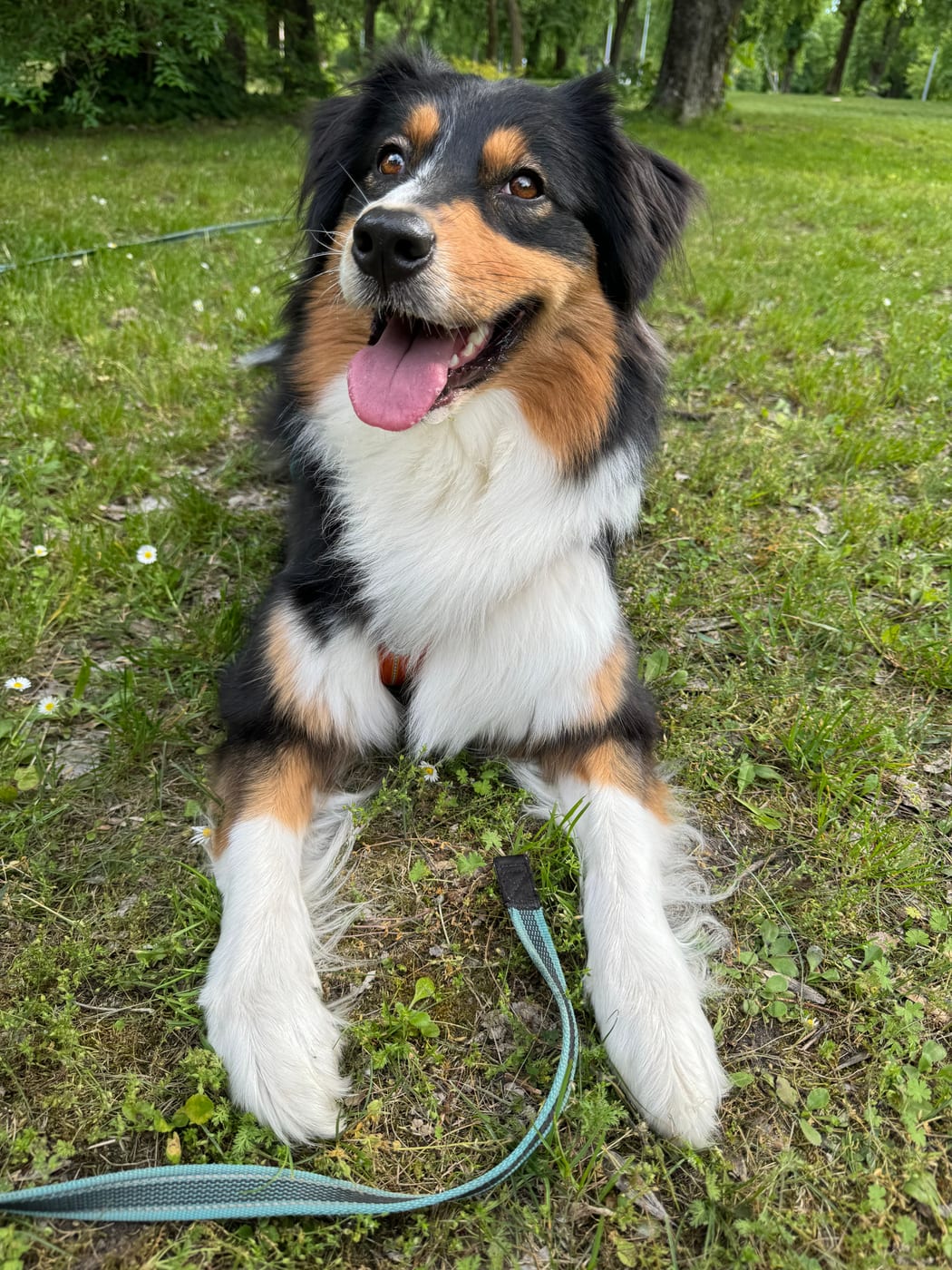 Boldog kutyus a fűben